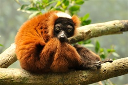 Vote for Critically Endangered Lemurs Of Madagascar in Online Contest